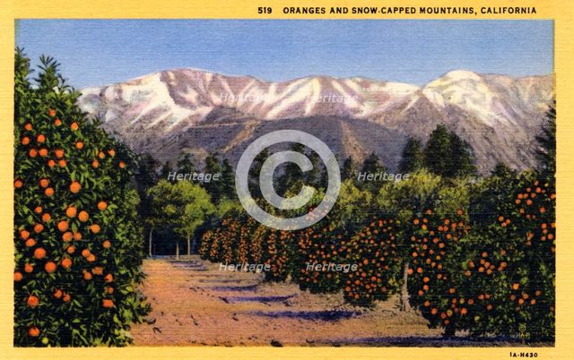 'Oranges and Snow-Capped Mountains, California', postcard, 1931. Artist: Unknown