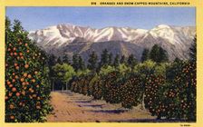 Oranges and Snow-Capped Mountains, California postcard, 1931