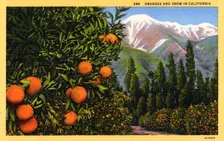 Oranges and Snow in California postcard, 1931