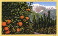 Oranges and Snow in California postcard, 1931