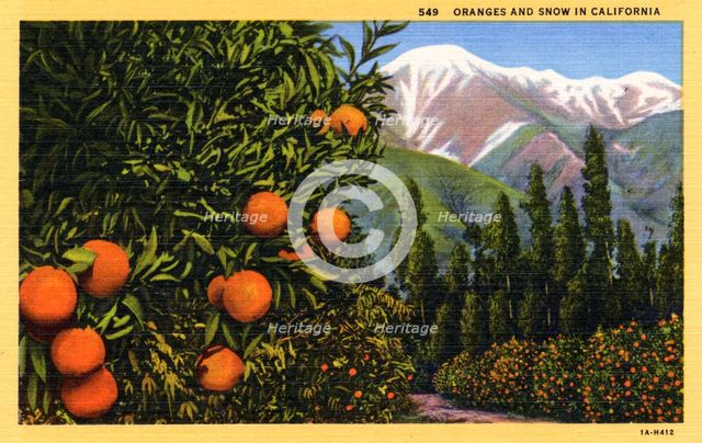 'Oranges and Snow in California', postcard, 1931. Artist: Unknown