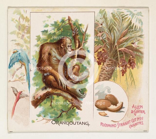 Orangoutang, from Quadrupeds series (N41) for Allen & Ginter Cigarettes, 1890. Creator: Allen & Ginter.