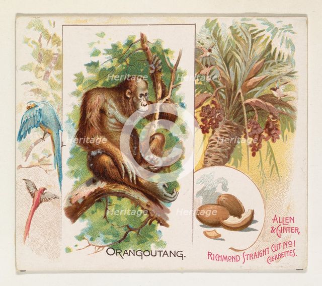 Orangoutang, from Quadrupeds series (N41) for Allen & Ginter Cigarettes, 1890. Creator: Allen & Ginter.