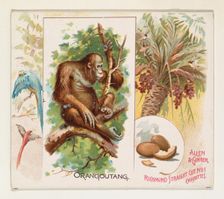 Orangoutang, from Quadrupeds series (N41) for Allen & Ginter Cigarettes, 1890. Creator: Allen & Ginter