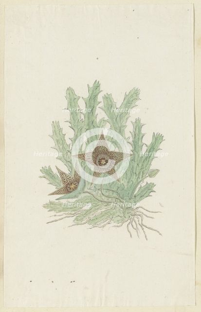 Orbea verrucosa (Masson) Haw. (Hirsute Stapelia), 1777-1786. Creator: Robert Jacob Gordon.