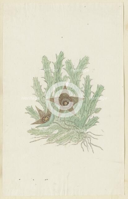 Orbea verrucosa (Masson) Haw. (Hirsute Stapelia), 1777-1786. Creator: Robert Jacob Gordon.