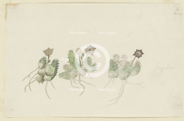 Orbea verrucosa (Masson) L.C. Leach. (Hirsute stapelia), 1777-1786. Creator: Robert Jacob Gordon.