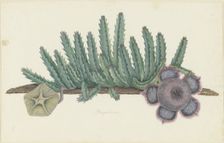 Orbea Verrucosa (Masson) L.C. Leach. (Stapelia hirsuta), 1777-1786. Creator: Robert Jacob Gordon