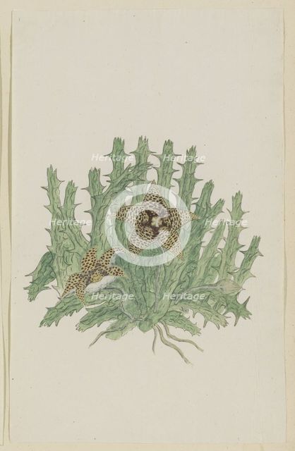 Orbea verucosa (Masson) L.C. Leach. (Hirsute Stapelia), 1777-1786. Creator: Robert Jacob Gordon.