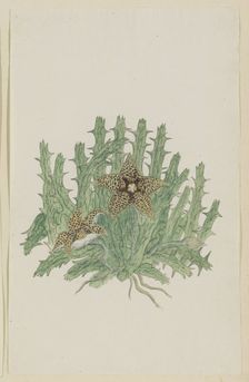 Orbea verucosa (Masson) L.C. Leach. (Hirsute Stapelia), 1777-1786. Creator: Robert Jacob Gordon