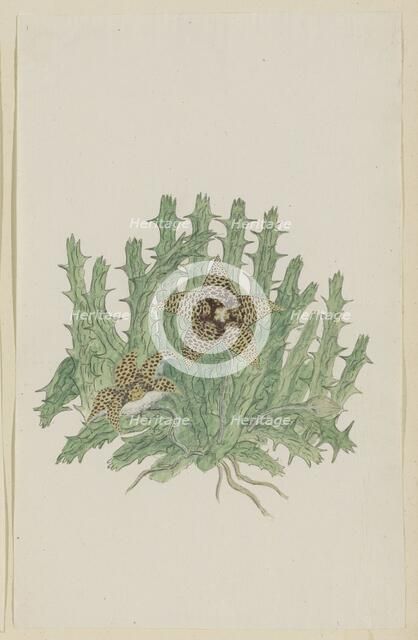Orbea verucosa (Masson) L.C. Leach. (Hirsute Stapelia), 1777-1786. Creator: Robert Jacob Gordon.