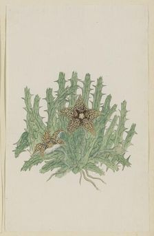 Orbea verucosa (Masson) L.C. Leach. (Hirsute Stapelia), 1777-1786. Creator: Robert Jacob Gordon