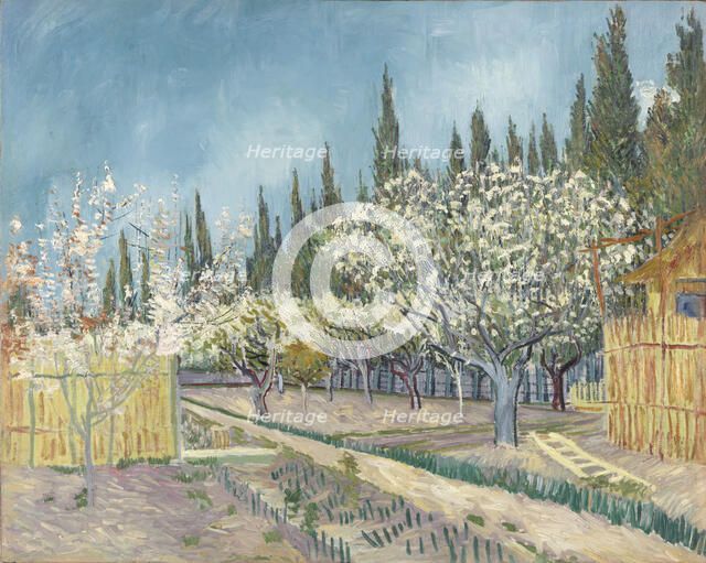 Orchard bordered by cypresses, 1888.