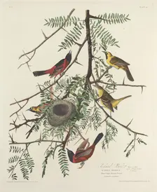 Orchard Oriole, 1828. Creator: Robert Havell