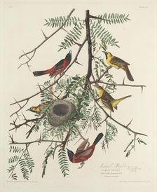Orchard Oriole, 1828. Creator: Robert Havell
