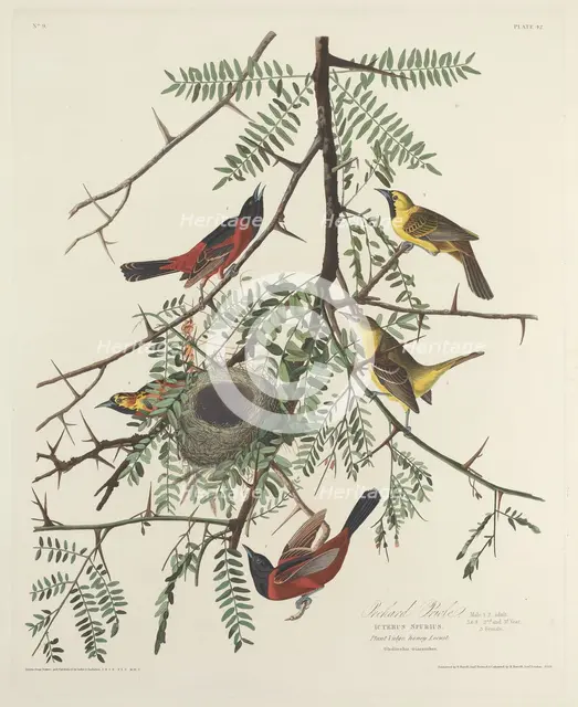 Orchard Oriole, 1828. Creator: Robert Havell.