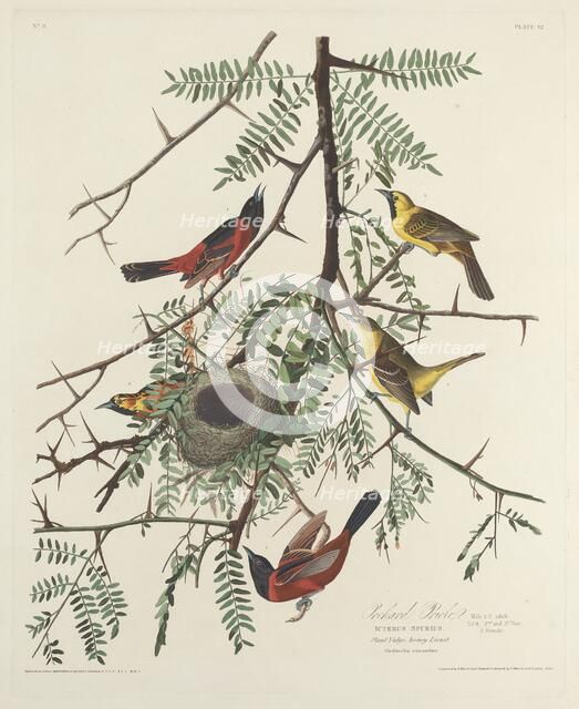 Orchard Oriole, 1828. Creator: Robert Havell.