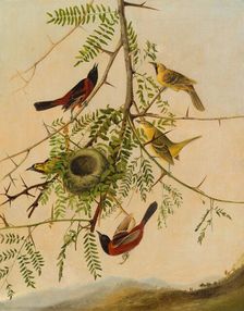 Orchard Oriole, 1830/1832. Creator: Joseph Bartholomew Kidd