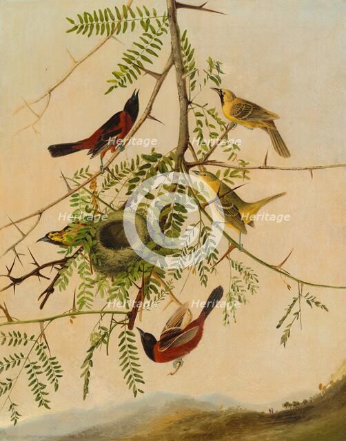Orchard Oriole, 1830/1832. Creator: Joseph Bartholomew Kidd.