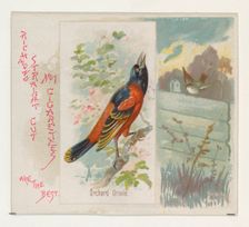 Orchard Oriole, from the Song Birds of the World series (N42) for Allen & Ginter Cigarette..., 1890. Creator: Allen & Ginter