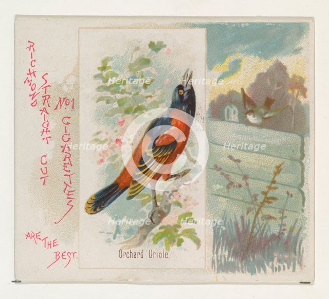 Orchard Oriole, from the Song Birds of the World series (N42) for Allen & Ginter Cigarette..., 1890. Creator: Allen & Ginter.