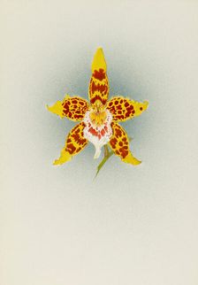 Orchid: Odontoglossum Crawshayanum, 1908. Creator: Frederick William Bolas