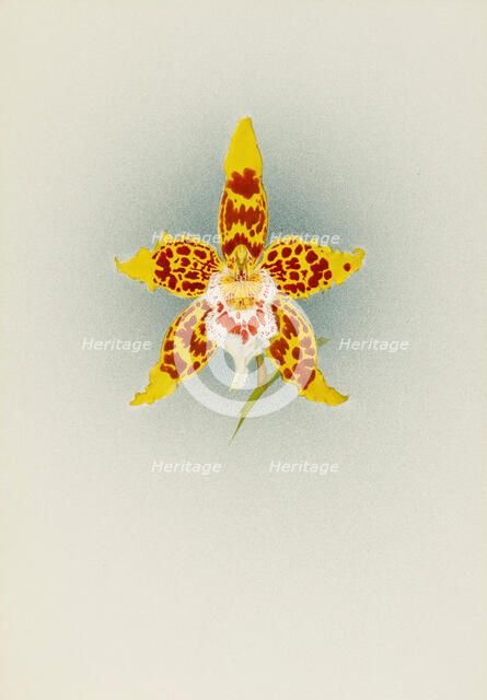 Orchid: Odontoglossum Crawshayanum, 1908. Creator: Frederick William Bolas.