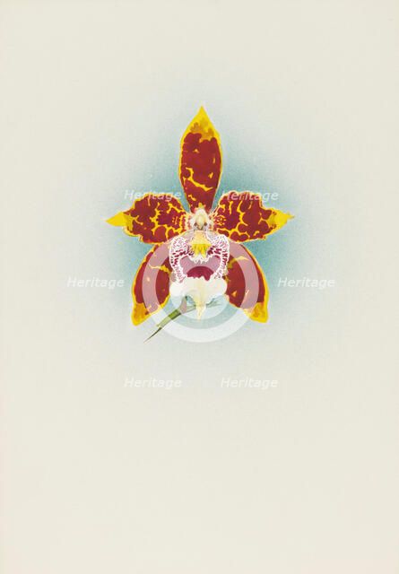 Orchid: Odontoglossum Harryano, 1908. Creator: Frederick William Bolas.