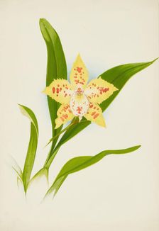 Orchid: Odontoglossum Loochristinii, 1907. Creator: Frederick William Bolas