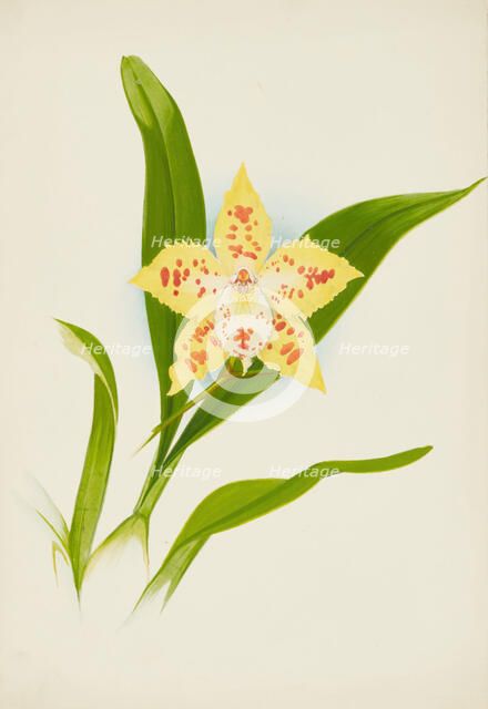 Orchid: Odontoglossum Loochristinii, 1907. Creator: Frederick William Bolas.