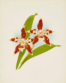 Orchid: Odontoglossum luteo-purpureum, 1907. Creator: Frederick William Bolas