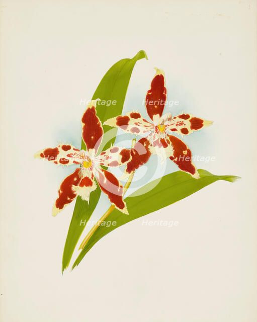 Orchid: Odontoglossum luteo-purpureum, 1907. Creator: Frederick William Bolas.