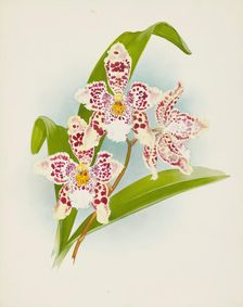 Orchid: Odontoglossum Rolfeae, 1907. Creator: Frederick William Bolas