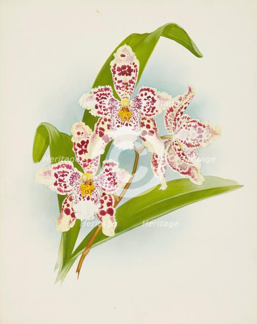 Orchid: Odontoglossum Rolfeae, 1907. Creator: Frederick William Bolas.