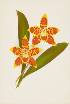 Orchid: OdontoglossumTriumpharis, 1907. Creator: Frederick William Bolas