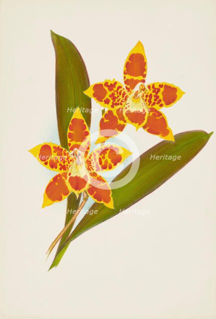 Orchid: OdontoglossumTriumpharis, 1907. Creator: Frederick William Bolas.