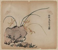 Orchid on Rocks, 18th Century. Creator: Unknown