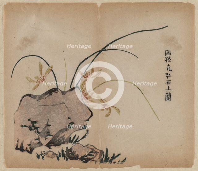 Orchid on Rocks, 18th Century. Creator: Unknown.