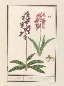 Orchid (Orchidaceae), 1596-1610. Creators: Anselmus de Boodt, Elias Verhulst