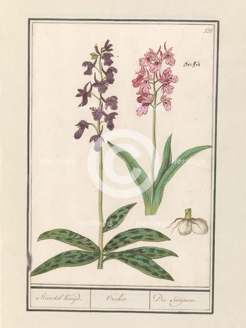 Orchid (Orchidaceae), 1596-1610. Creators: Anselmus de Boodt, Elias Verhulst.