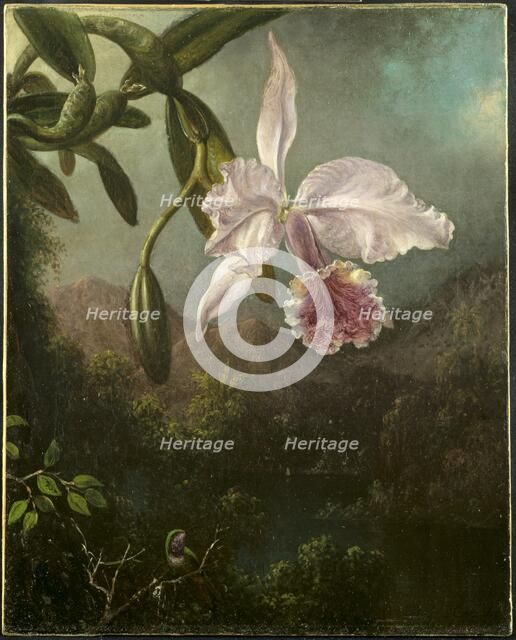 Orchid Blossoms, 1873. Creator: Martin Johnson Heade (American, 1819-1904).