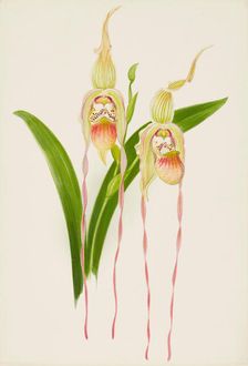 Orchid: Cypredium Dominianum delicatum, 1906. Creator: Frederick William Bolas