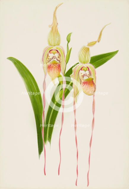 Orchid: Cypredium Dominianum delicatum, 1906. Creator: Frederick William Bolas.