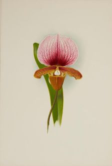 Orchid: Cypridium Charlesworthii, 1906. Creator: Frederick William Bolas