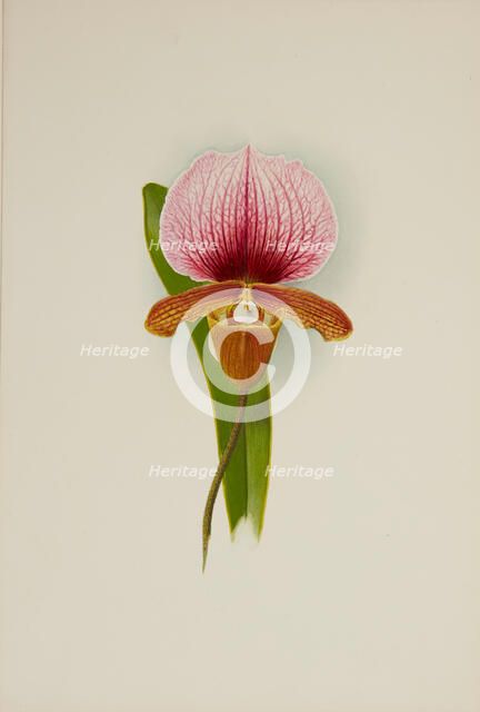 Orchid: Cypridium Charlesworthii, 1906. Creator: Frederick William Bolas.