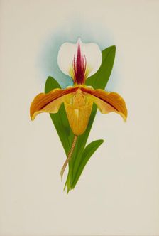 Orchid: Cypridium Illesbre, 1907. Creator: Frederick William Bolas
