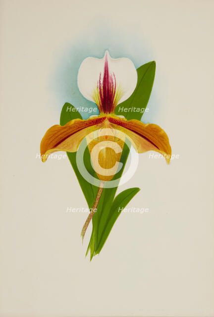 Orchid: Cypridium Illesbre, 1907. Creator: Frederick William Bolas.