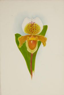 Orchid: Cypridium Insigni, 1906. Creator: Frederick William Bolas