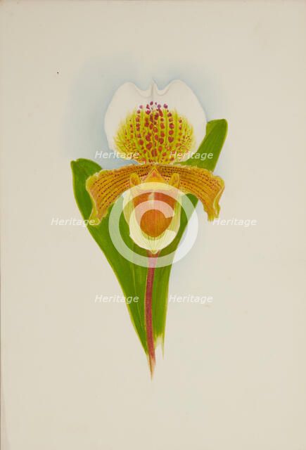 Orchid: Cypridium Insigni, 1906. Creator: Frederick William Bolas.