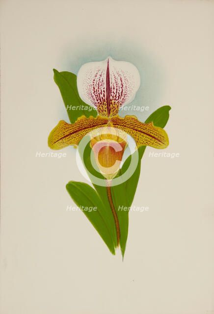 Orchid: Cypridium Luanum, 1907. Creator: Frederick William Bolas.